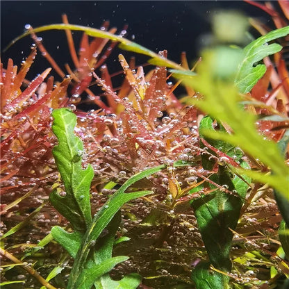 New Aquarium LED Water Grass Lamp - WRGB Full Spectrum 8500K, Explosive Algae Downlight for Fish Tanks, 25/35/65W