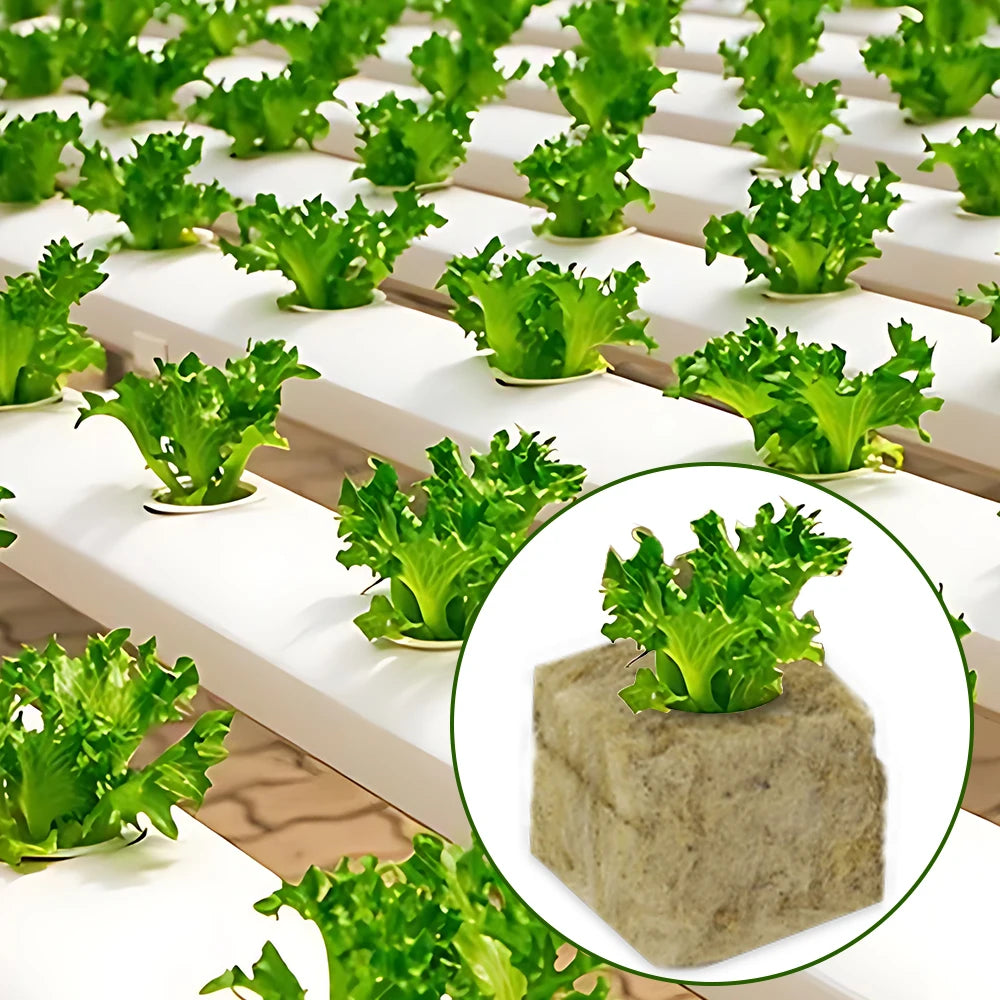 Stonewool Hydroponic Grow Cubes — 500/50x Seedling Blocks for Garden Germination & Water Cultivation