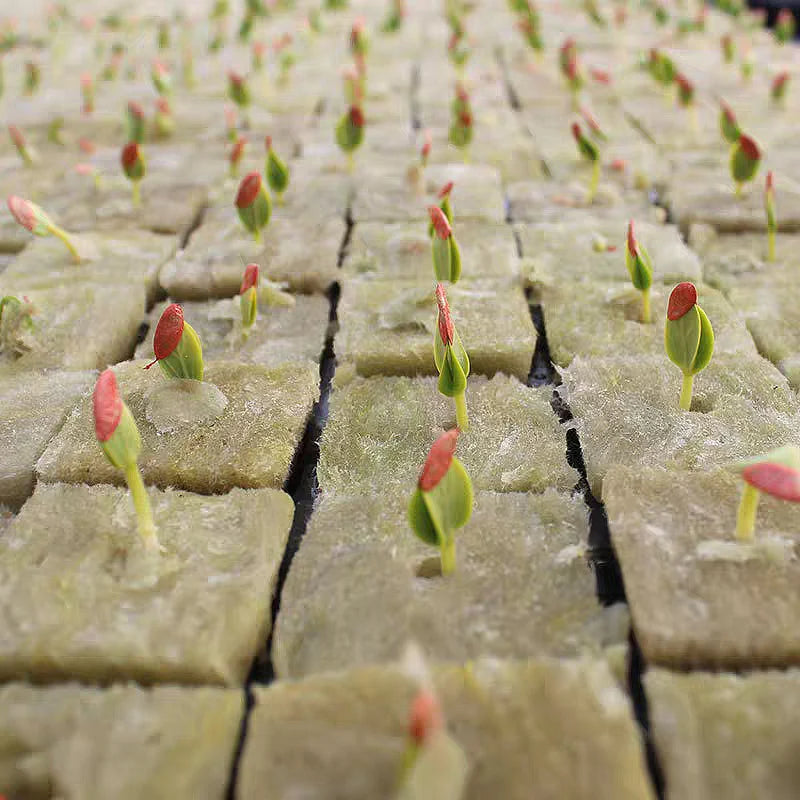 Stonewool Hydroponic Grow Cubes — 500/50x Seedling Blocks for Garden Germination & Water Cultivation