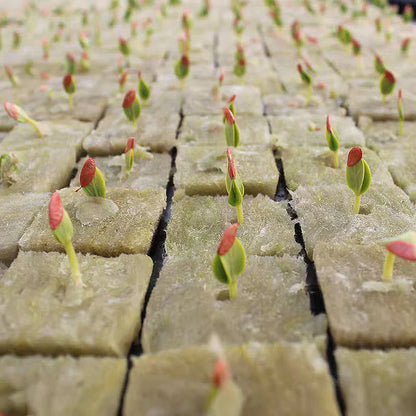 Stonewool Hydroponic Grow Cubes — 500/50x Seedling Blocks for Garden Germination & Water Cultivation