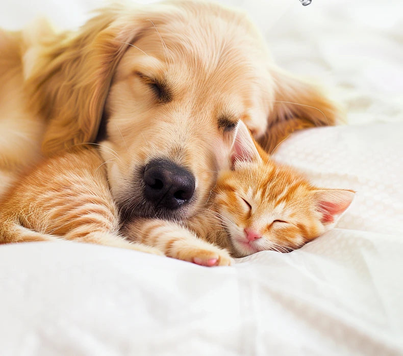 Type-C Dog Paw Trimmer - Waterproof Pet Hair Clippers with LED Light & Display, 18mm Wide Blade Grooming Tool