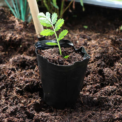 50pcs Black Plastic Seedling Pots – Breathable Nursery Containers for Seed Starting & Plant Cuttings