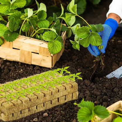 Seedling Grow Cubes — Stonewool Soilless Hydroponic Blocks for Vegetable & Plant Growing