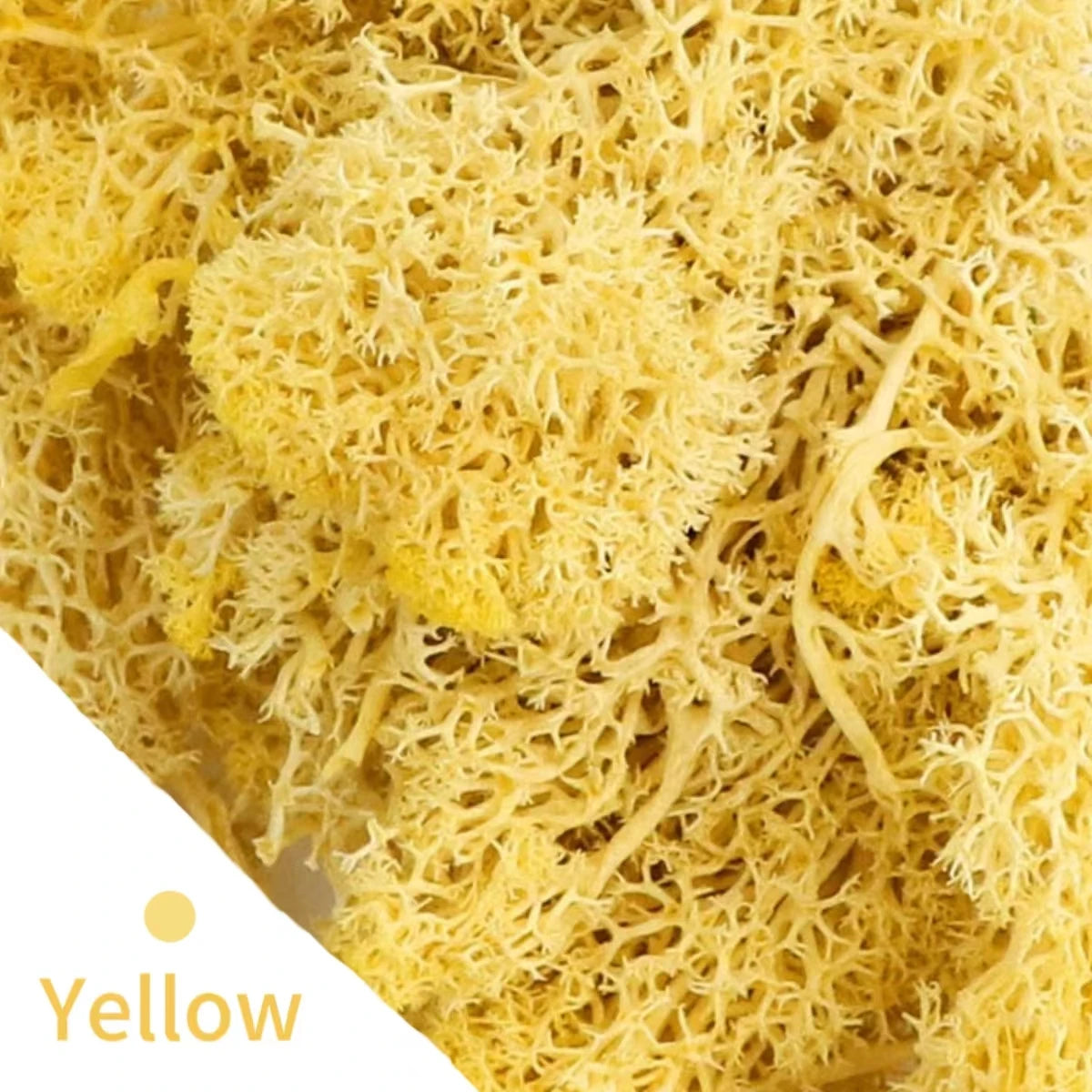 48640854917427|48640854950195|48640856228147