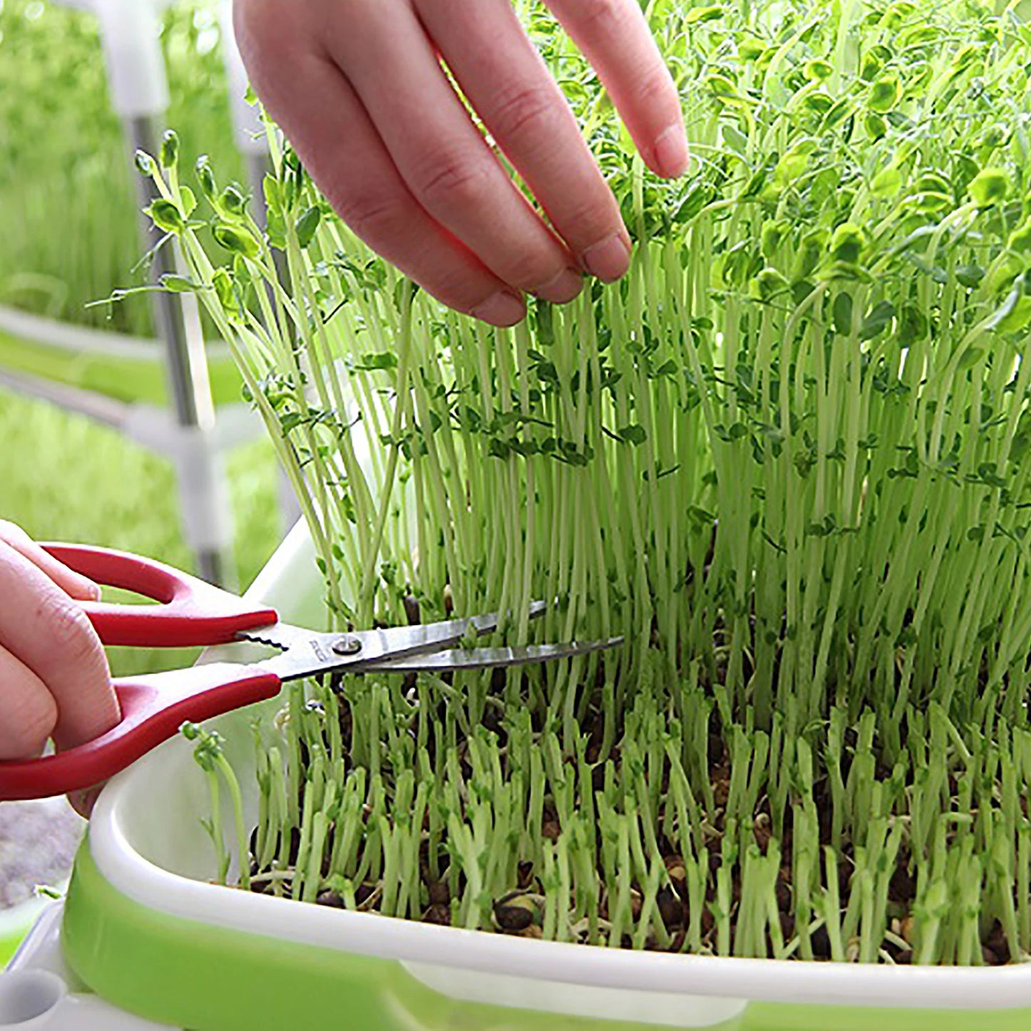 Seed Germination Tray – Seedling & Wheatgrass Planting Tray for Soilless Cultivation