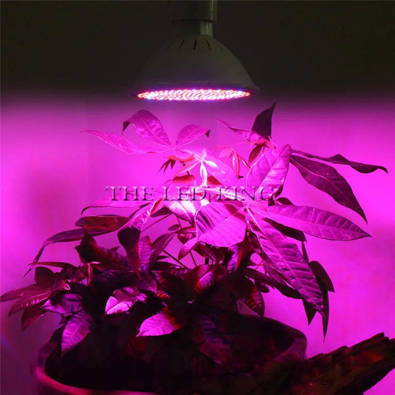 Phyto Lamp Full Spectrum LED Grow Light — E27 Plant Lamp for Indoor Seedlings, Flowers & Grow Tent Box