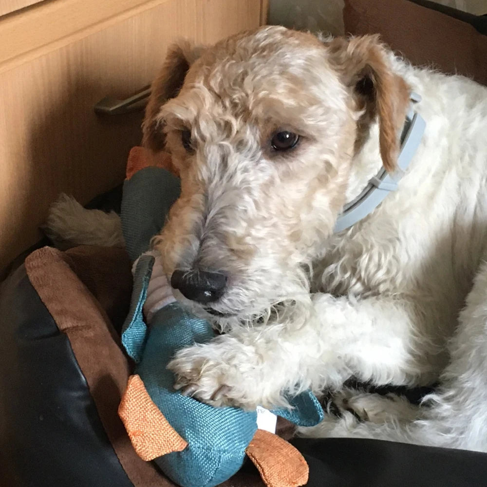 New Dog Toy with Wild Goose Sounds – Teeth Cleaning Chew Toy for Puppies, Training & Household Pet Accessories