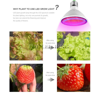 Phyto Lamp Full Spectrum LED Grow Light — E27 Plant Lamp for Indoor Seedlings, Flowers & Grow Tent Box