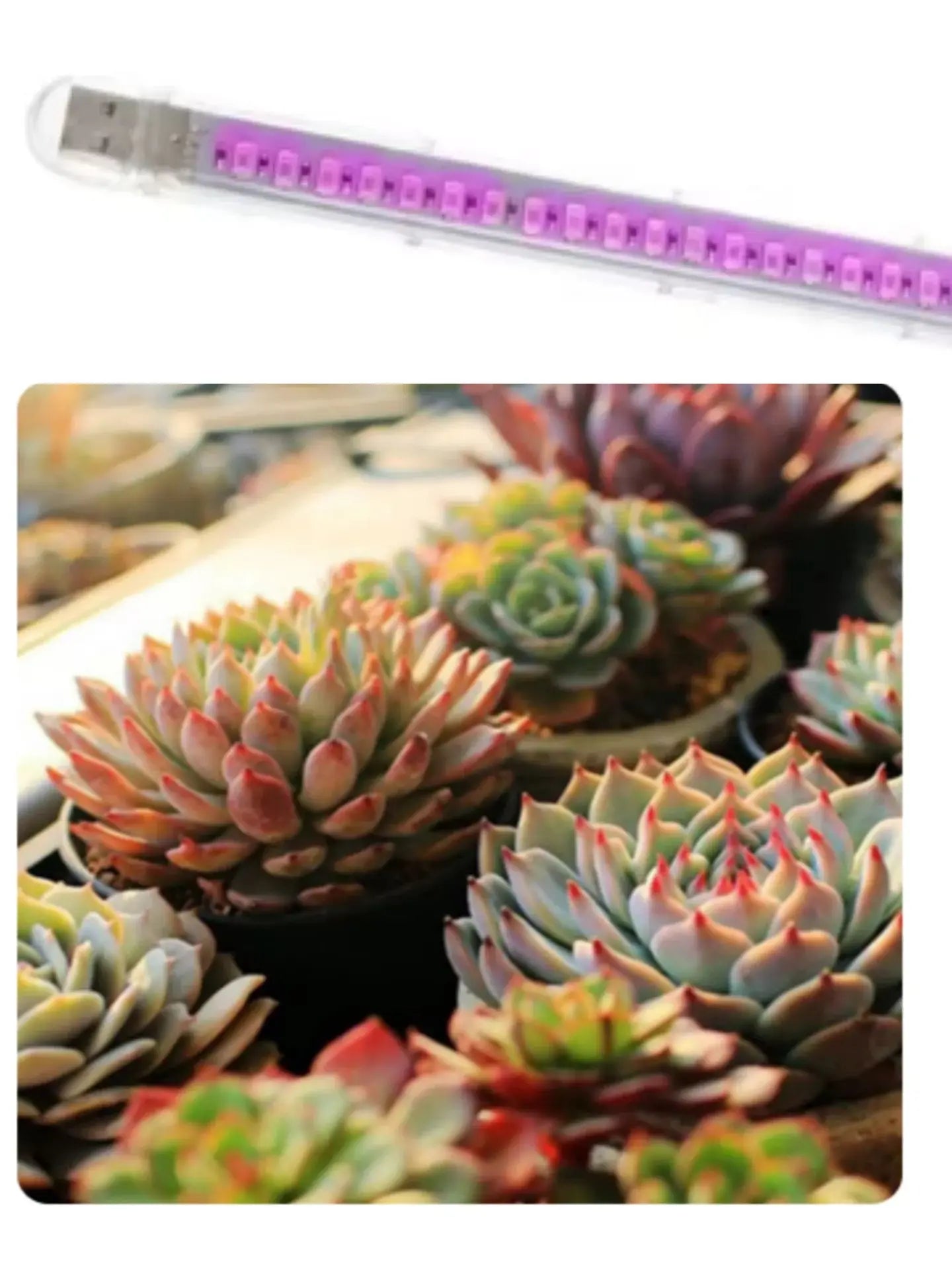 Portable Full Spectrum LED Grow Light — Red & Blue Phytolamp USB for Indoor Plants, Greenhouse, Vegetables & Hydroponics