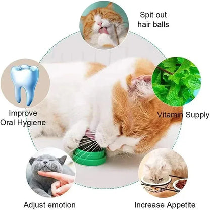 Natural Catnip Scratching Post – Wall Sticker and Ball Toy for Cats, Therapeutic Healthy Pet Products for Scratching and Play